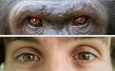 Bir gorilin ve insanın gözleri.